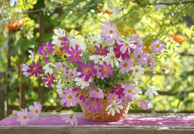Quentova Cosmos astrosanguineus-10I-XLI Seed(75 per packet)