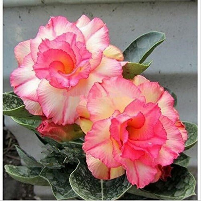 Qualtivate XL-169 Desert Rose -Adenium obesum Seed(30 per packet)