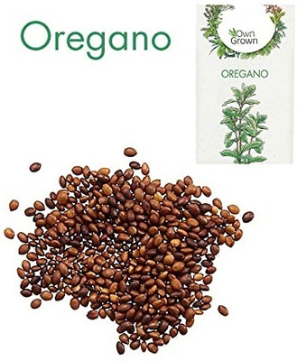 KNESSiN Oregano Seed(200 per packet)