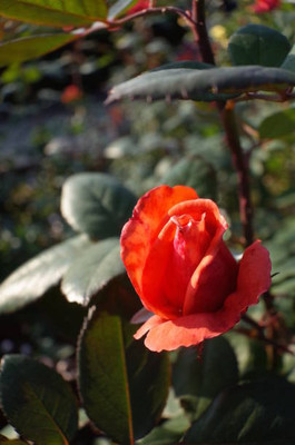 XOLDAA BALSAM FLOWER SEEDS Seed(30 per packet)