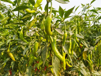 AFARTIOBINA 24 PCS CHILI SEEDS-A02 Seed(24 per packet)