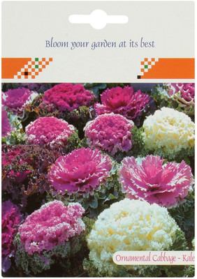 CYBEXIS Ornamental Cabbage OR Kale Flower Seeds Seed(50 per packet)