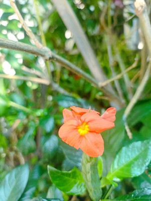 SaaHeli kanakambaram-firecracker-crossandra Seed(37 per packet)