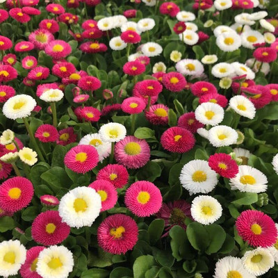 Lorvox Daisy Seed(110 per packet)
