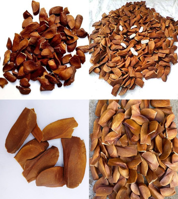 ibains Mahogany seeds bij 14 Seed(14 per packet)