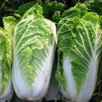 WILLVINE SCI -IV Peking Napa Cabbage Heirloom [50g] Seed(15000 per packet)