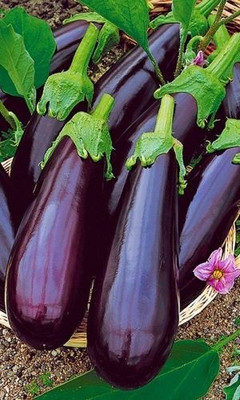 Halloseed Brinjal, Bagan, Hybrid seeds, Fresh brinjal seed Seed(100 per packet)