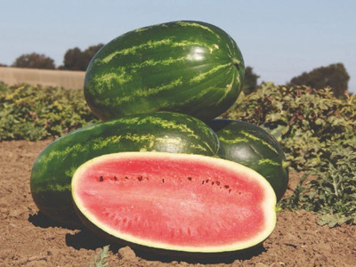 CYBEXIS LX-30 - Giant Sweet Watermelon - (1350 Seeds) Seed(1350 per packet)