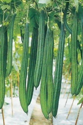 DEYS AGRO ™ ridge guard seeds,vegetable Seed(54 per packet)