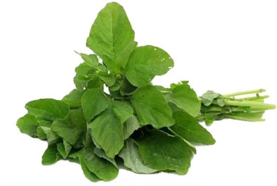 Quentova Amaranthus - Green-CTU Seed(300 per packet)