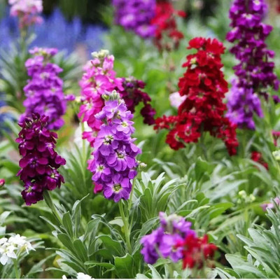 Aywal Deep Rose Ten Week Dwarf Stocks (Matthiola Icana) Seed(60 per packet)