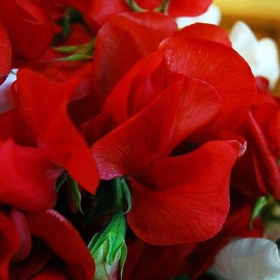 CYBEXIS Sweet Pea Mammoth Scarlet Seeds - Scarlet Red Lathydorus Odoratus Seed(50 per packet)