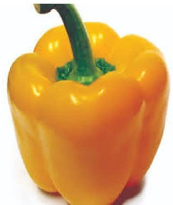 CYBEXIS LX-47 - Yellow Shimla Mirch Capsicum - (1350 Seeds) Seed(1350 per packet)
