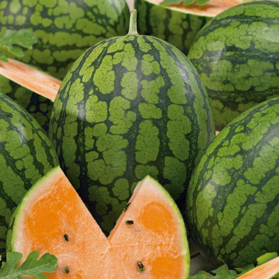 KNESSiN High Yield Orange Tendersweet Watermelon Fruit Seeds for Garden-(100 Seeds) Seed(100 per packet)