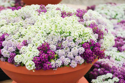 Lorvox Allysum Snow White, Allysum Seed(94 per packet)