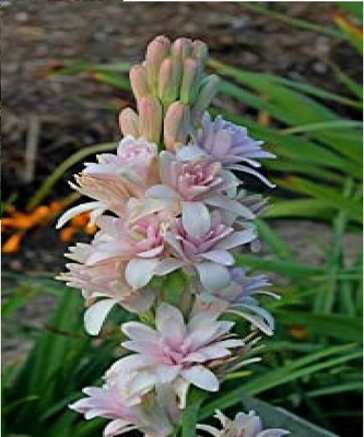 BDSresolve Most fragrance tuberosse/rajanigandha flower bulbs pink petal Seed(4 per packet)