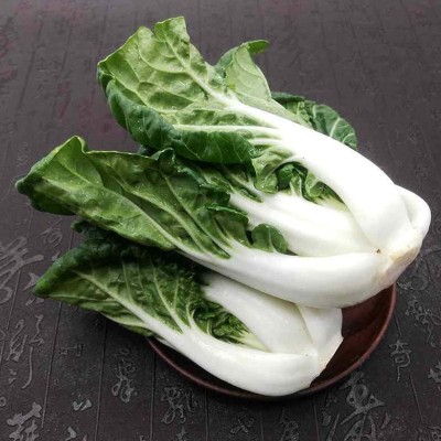 CYBEXIS The Mini Cabbage Seeds Farm Pak Choi Seeds 2000 Seeds Seed(2000 per packet)