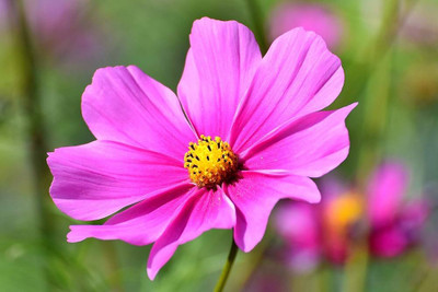 ibains Cosmos plant seed Seed(32 per packet)