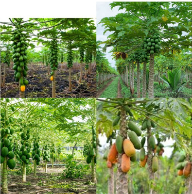 sbains Papaya Seeds Red Lady no of seeds 86 Seed(86 per packet)