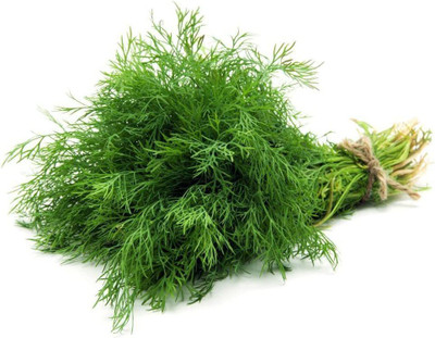 CYBEXIS LXI-5 - Mammoth Long Island Dill - (750 Seeds) Seed(750 per packet)