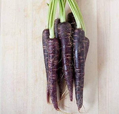 CYBEXIS NBIR-42 - Carrot Black Nebula (Purple) - (2250 Seeds) Seed(2250 per packet)