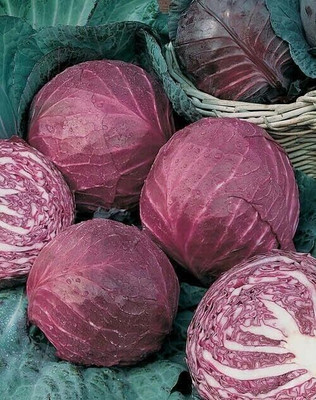 WILLVINE VNR -V Red Acre Cabbage - Brassica oleracea [50g] Seed(15000 per packet)