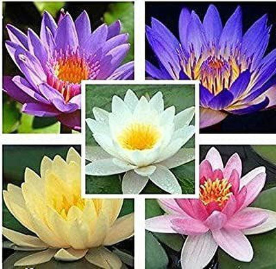 Aro Lotus, Kamal Seed(14 per packet)