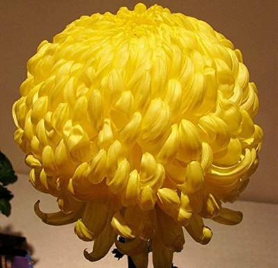 CYBEXIS Chrysanthemum Yellow colour F1 Hybrid Seeds Seed(1 g)