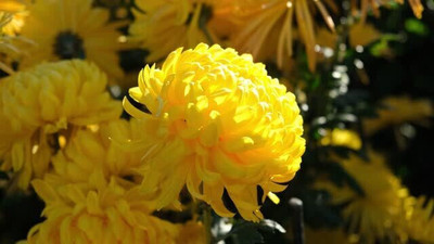 Clint Chrysanthemum Yellow Seed (20 per packet) Seed(20 per packet)