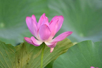 Pramix lotus,kamal gatta Seed(14 per packet)