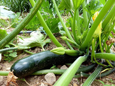 VibeX ® RXI-501 Black Beauty Zucchini Squash Seed(100 per packet)