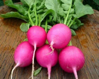 CYBEXIS Seeds of Pink Radish Jutrzenka Easy Fast Growing2400 Seeds Seed(2400 per packet)
