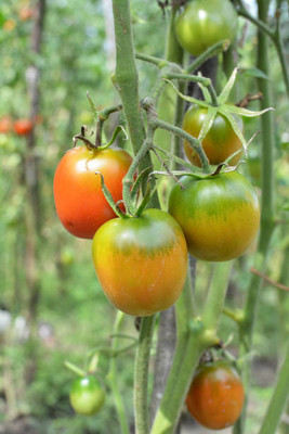 KRITHARTH tomato Seed(85 per packet)