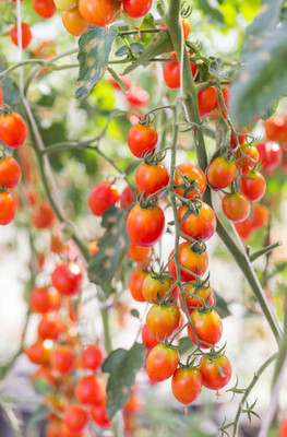 UPASSANA tomato Seed(60 per packet)