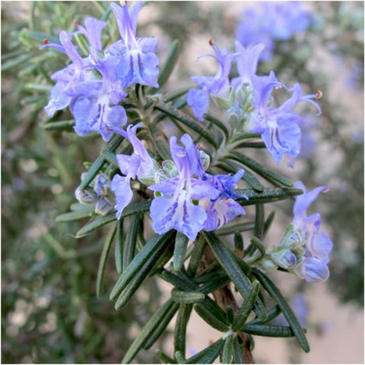 CYBEXIS VVI-4 - Non-GMO Rosemary - (750 Seeds) Seed(750 per packet)