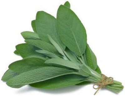 Qualtivate GBPT-5A Sage Herb (Salvia officinalis) Seed(100 per packet)