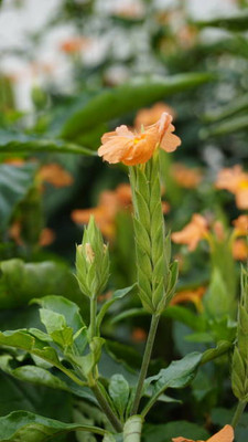 AARADYAPRIYAL kanakambaram-firecracker-crossandra Seed(70 per packet)