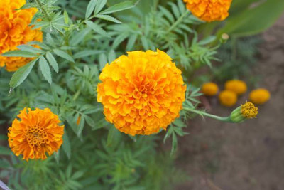GreenHorizon marigold/gende ka phool flower seeds Seed(75 per packet)