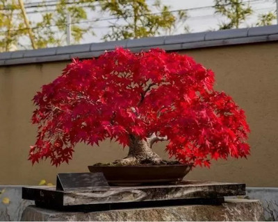 MAA Maple Seed(12 per packet)