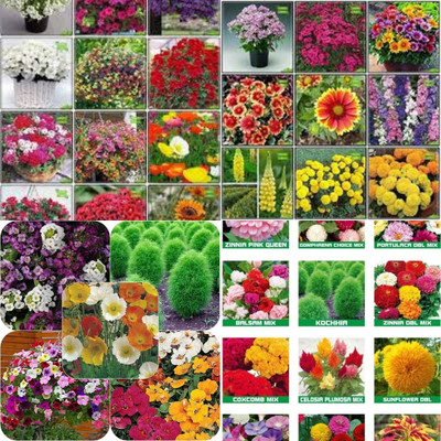 ibains All rose flower color seeds biij 236 Seed(236 per packet)