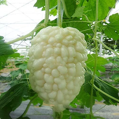 KNESSiN Bitter Gourd White Seed(50 per packet)