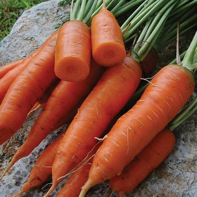CYBEXIS Red Cored Chantenay Imported Carrot Variety4000 Seeds Seed(4000 per packet)