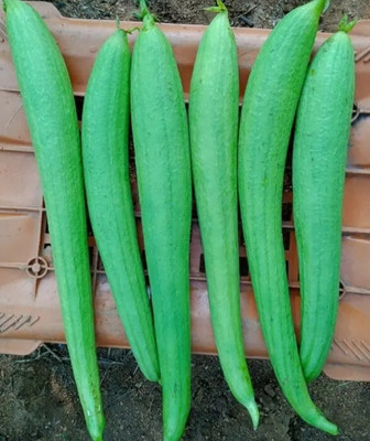 UGRA Sponge Gourd Seed(120 per packet)