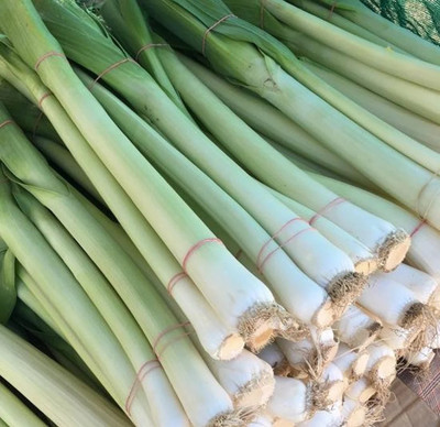 CEZIUS Allium ampeloprasum Giant Swiss Leek Seed(100 per packet)