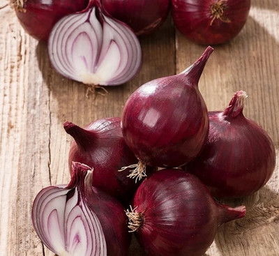 Quentova Dark Red Onion-GAV-3K Seed(250 per packet)