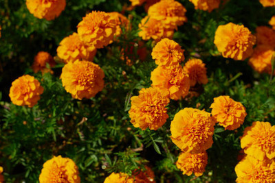 AGROVIATION marigold/gende ka phool flower seeds Seed(75 per packet)