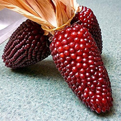 Qualtivate VVI-574 Ornamental Corn Red Seeds Seed(500 per packet)