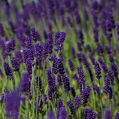 CYBEXIS HUA-99 - English Lavender Lavandula Angustifolia - (750 Seeds) Seed(750 per packet)