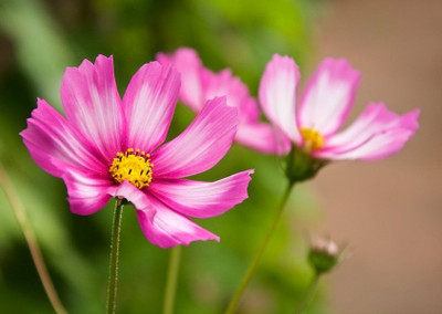 Dasstore COSMOS FLOWER SEED Seed(100 per packet)