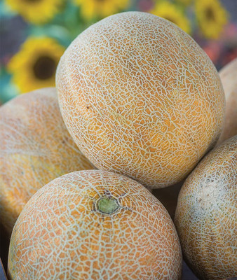 VibeX LXI-39 - Ambrosia Cantaloupe Musk Melon - (1350 Seeds) Seed(1350 per packet)
